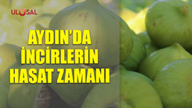 Aydın'da incirlerin hasat zamanı